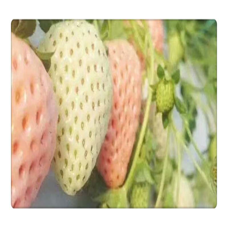 香野草莓苗价格泰安草莓苗基地供应牛奶草莓苗