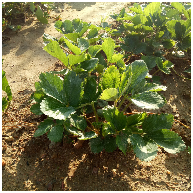 白草莓苗价格广西草莓苗种植厂家草莓苗行情红颜草莓苗