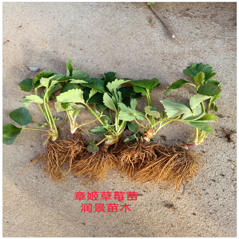 白草莓苗价格广西草莓苗种植厂家草莓苗行情红颜草莓苗