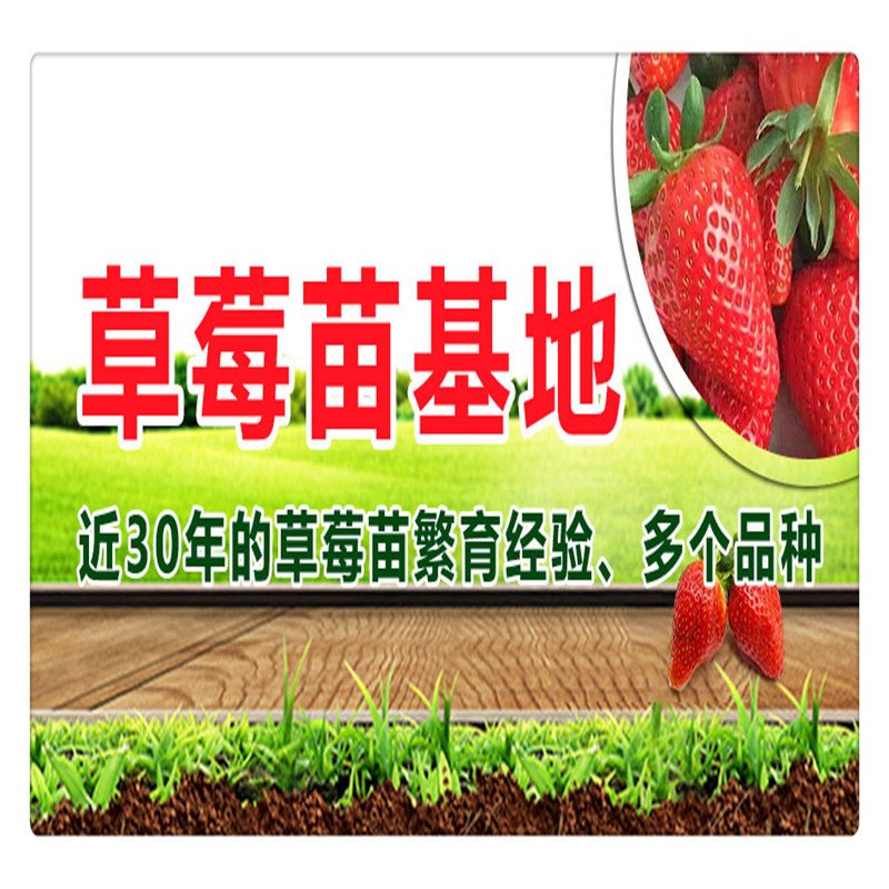 白草莓苗价格广西草莓苗种植厂家草莓苗行情红颜草莓苗