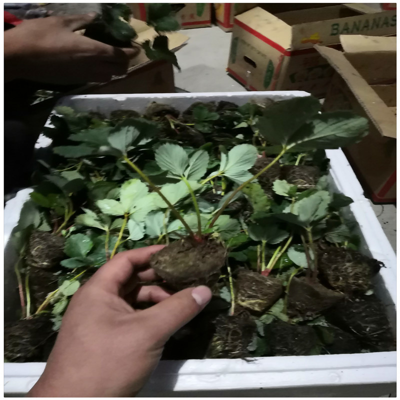 大棚草莓苗脱毒草莓苗草莓苗的种植方法陕西草莓苗
