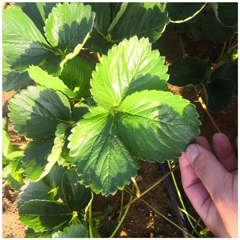大棚草莓苗脱毒草莓苗草莓苗的种植方法陕西草莓苗