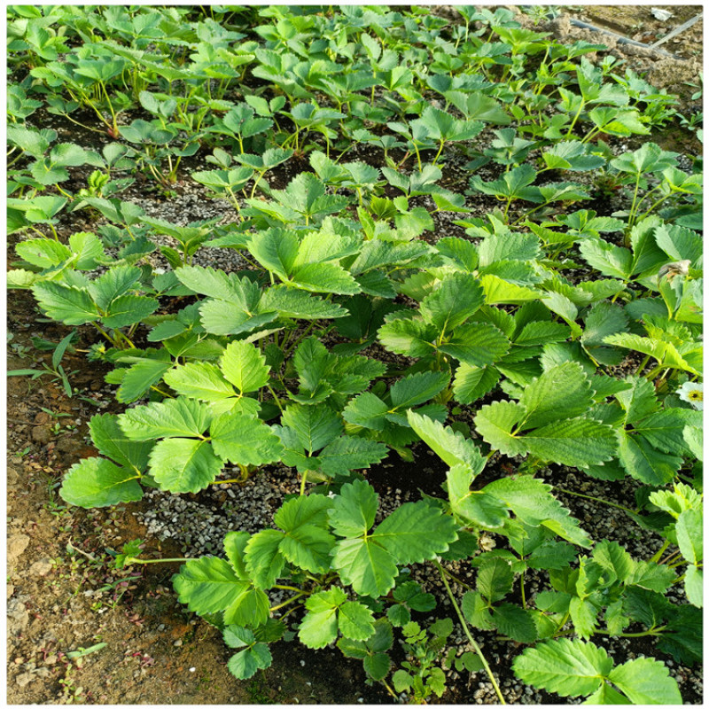 临沂草莓苗草莓的苗甜查理草莓苗便宜草莓苗