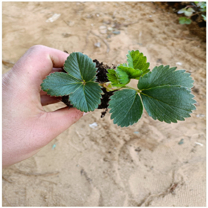临沂草莓苗草莓的苗甜查理草莓苗便宜草莓苗