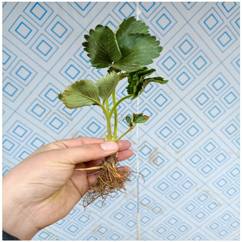 临沂草莓苗草莓的苗甜查理草莓苗便宜草莓苗