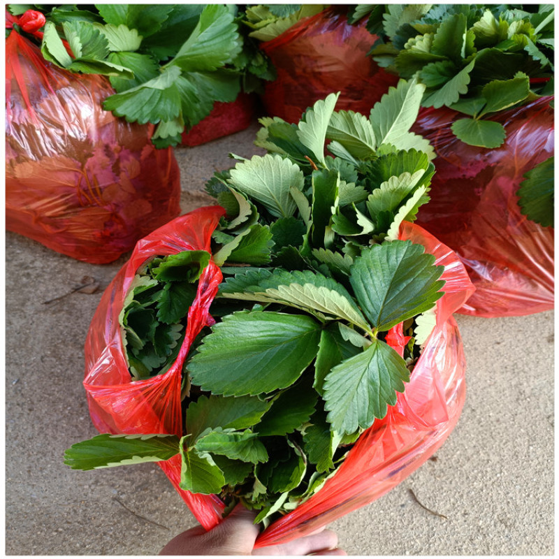 临沂草莓苗草莓的苗甜查理草莓苗便宜草莓苗