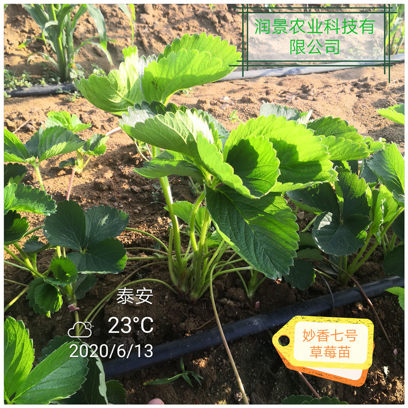 江西草莓苗草莓苗红色那里有草莓苗卖如何选草莓苗