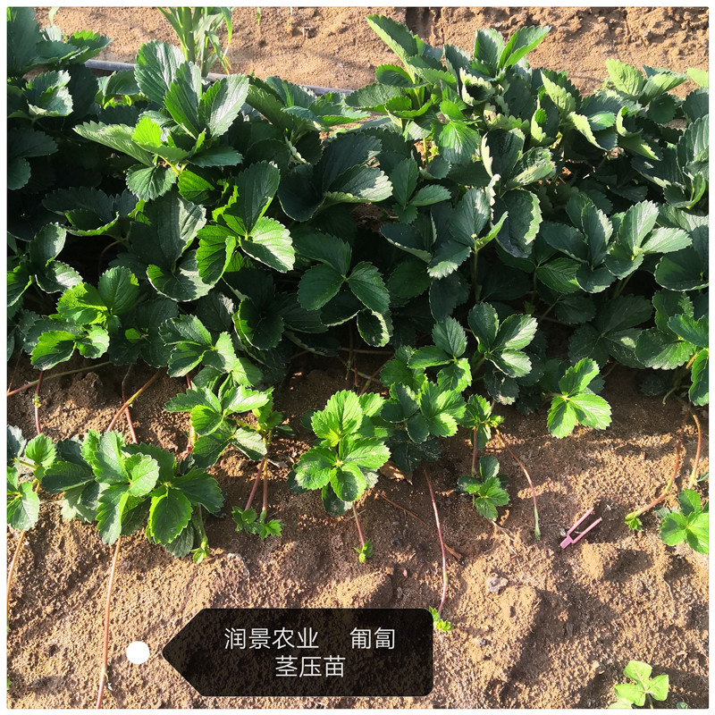 江西草莓苗草莓苗红色那里有草莓苗卖如何选草莓苗