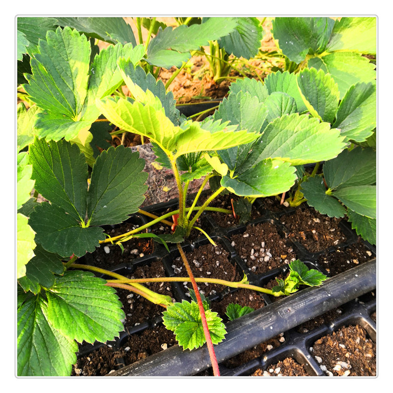 江西草莓苗草莓苗红色那里有草莓苗卖如何选草莓苗