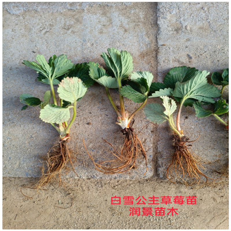 江西草莓苗草莓苗红色那里有草莓苗卖如何选草莓苗