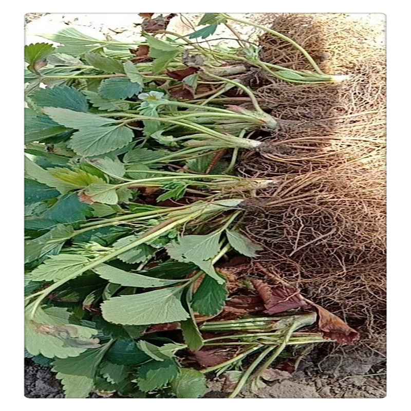 江西草莓苗草莓苗红色那里有草莓苗卖如何选草莓苗