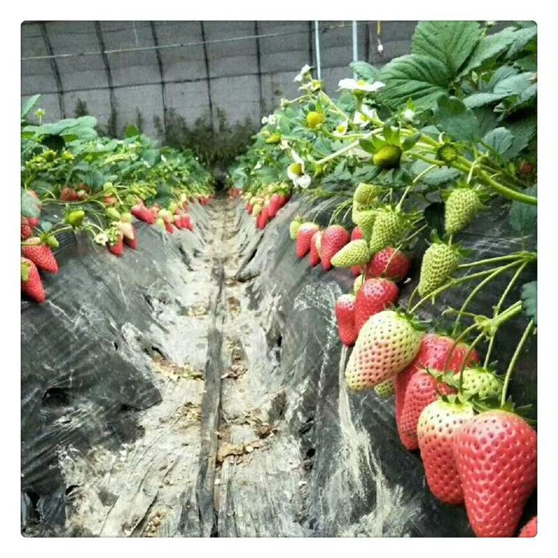 江西草莓苗草莓苗红色那里有草莓苗卖如何选草莓苗
