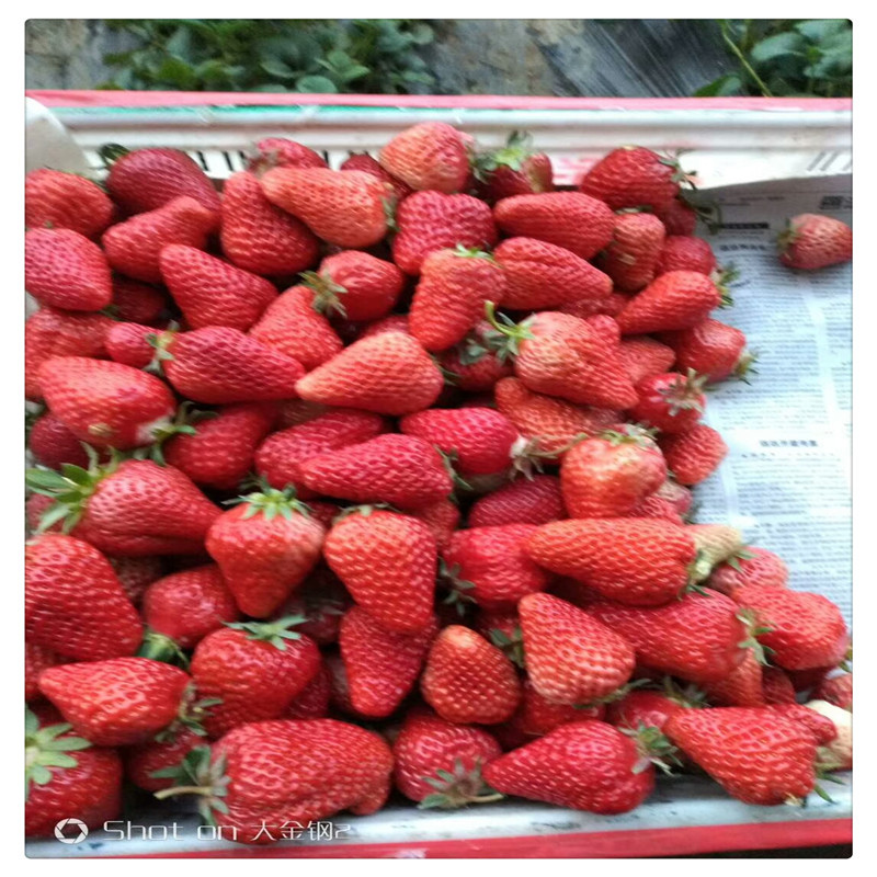 江西草莓苗草莓苗红色那里有草莓苗卖如何选草莓苗