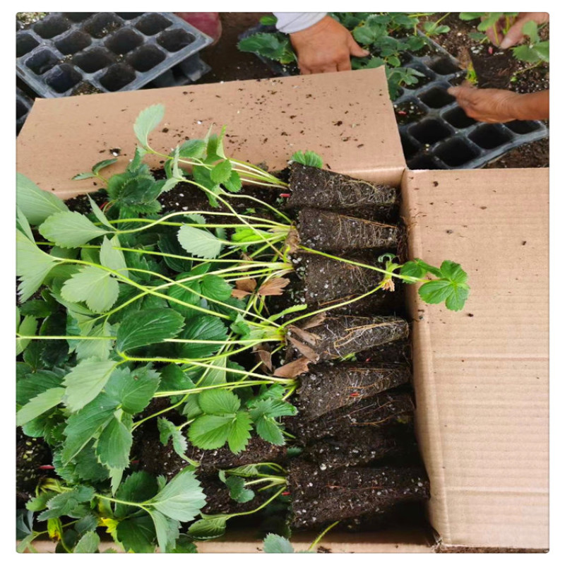 草莓苗公司新疆草莓苗草莓苗批发商草莓苗的种植方法