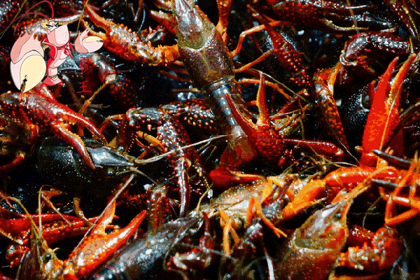 麻辣小龙虾特写