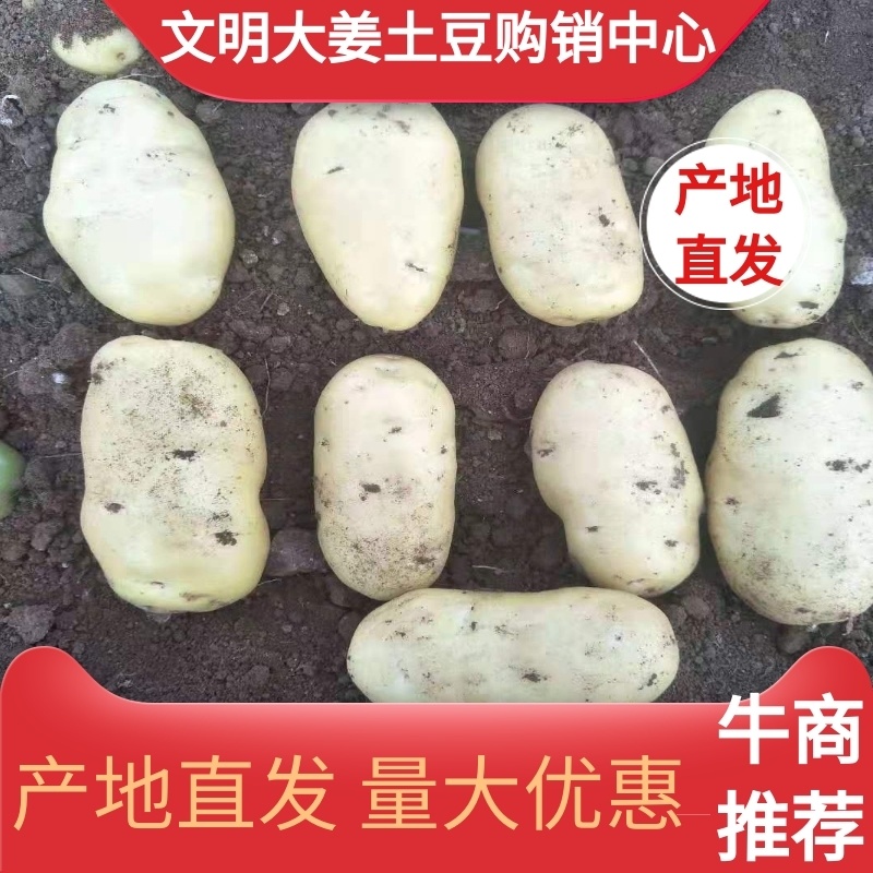 山东潍坊安丘精品特大土豆现货供应量大