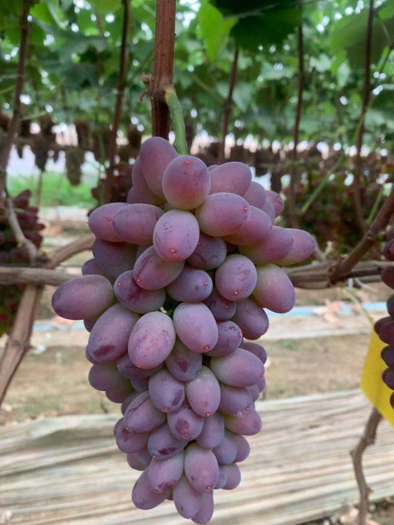 葡萄/茉莉香葡萄/河北葡萄/大量上市量大优惠