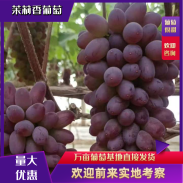 葡萄/茉莉香葡萄/河北葡萄/大量上市量大优惠