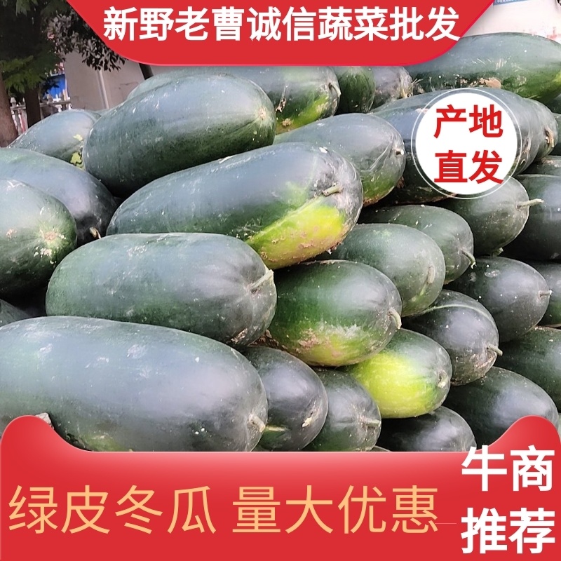 河南新野绿皮冬瓜大量上市中，基地热销中欢迎大家选购。