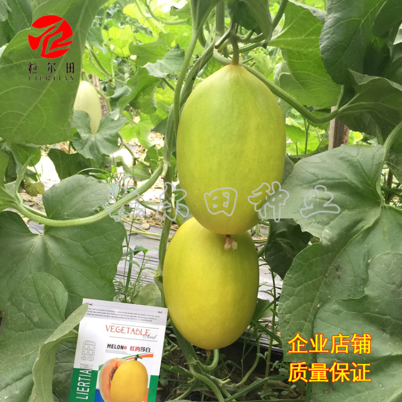 粒尔田红肉莎白红皮红肉网纹瓜哈密瓜种子蔬菜种子水果种子