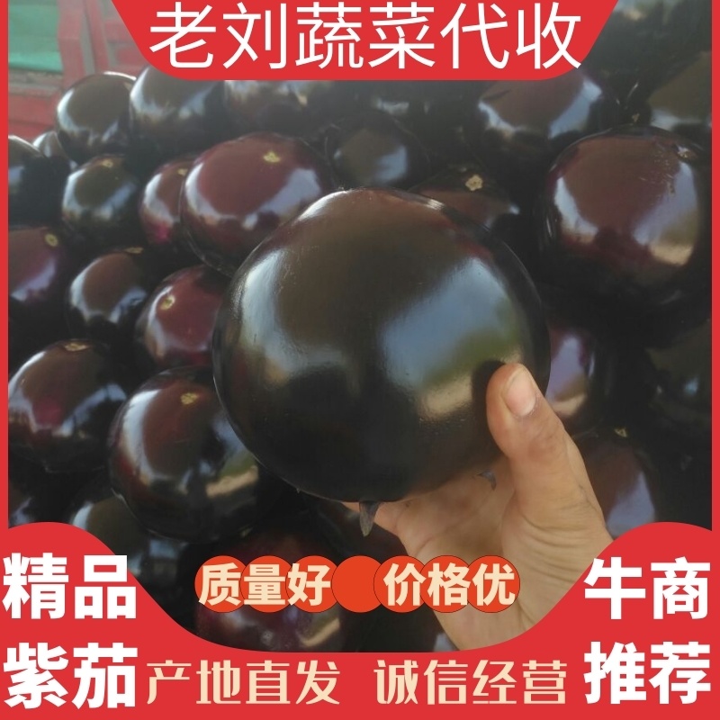 【推荐】精品圆茄紫光圆茄大量上市代发全国欢迎来电订购