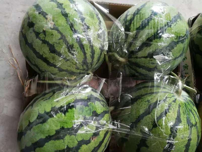 精品无籽美都美都麒麟西瓜产地直供现摘现发皮薄
