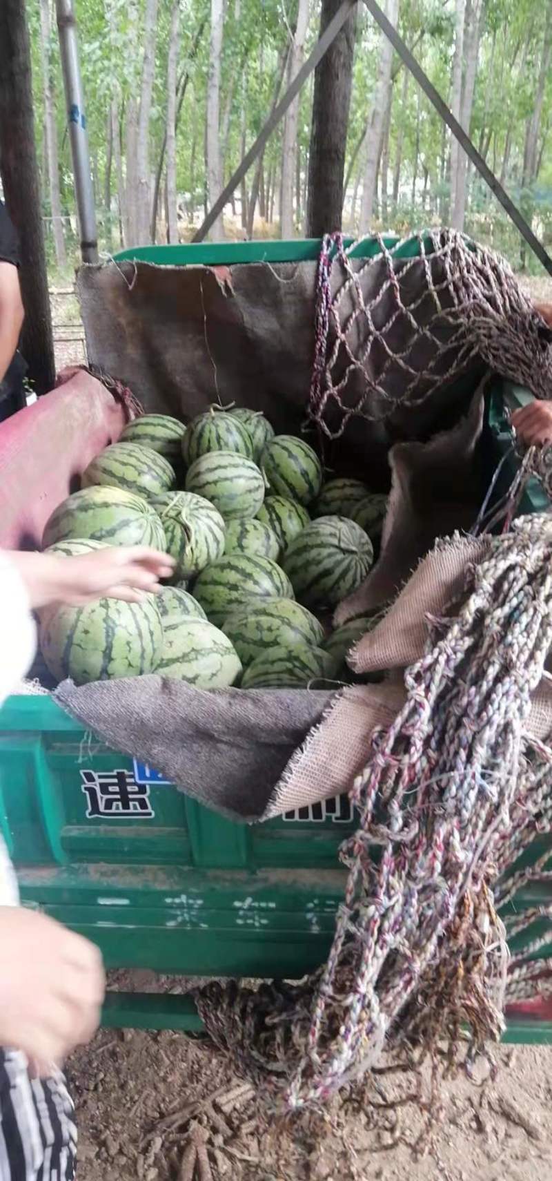 精品无籽美都美都麒麟西瓜产地直供现摘现发皮薄