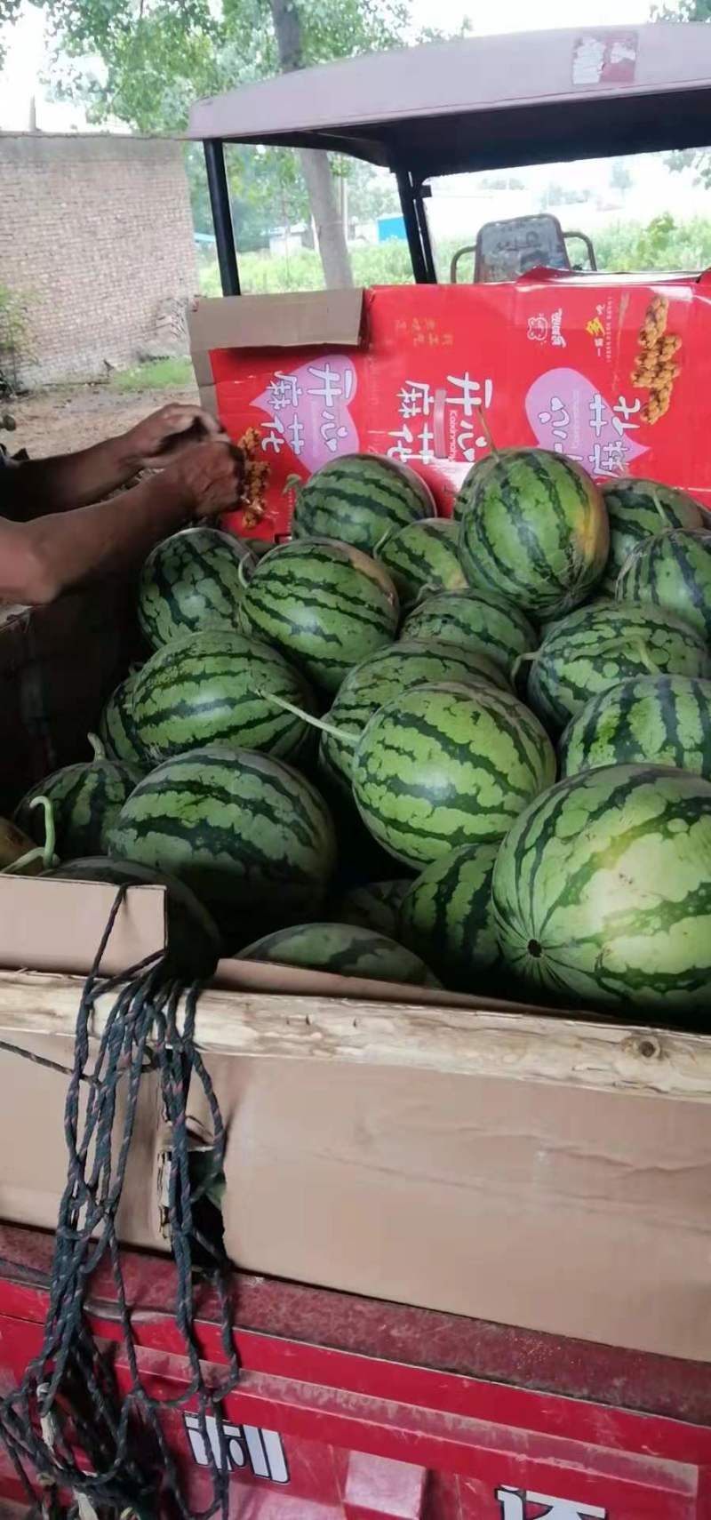 精品无籽美都美都麒麟西瓜产地直供现摘现发皮薄