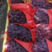 【玫瑰香葡萄】精品辽宁着色香葡萄大量上市现摘现发欢迎选购