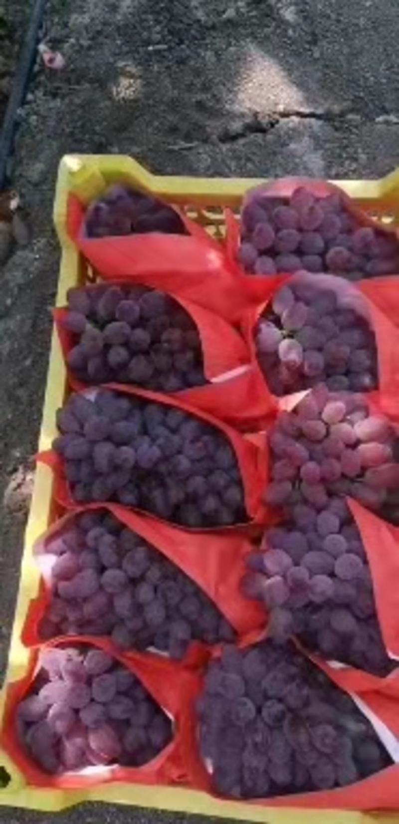 【玫瑰香葡萄】精品辽宁着色香葡萄大量上市现摘现发欢迎选购
