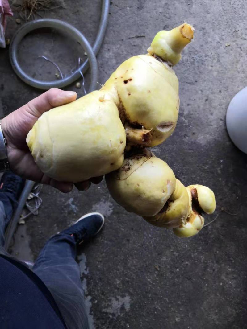 滇黄精茶