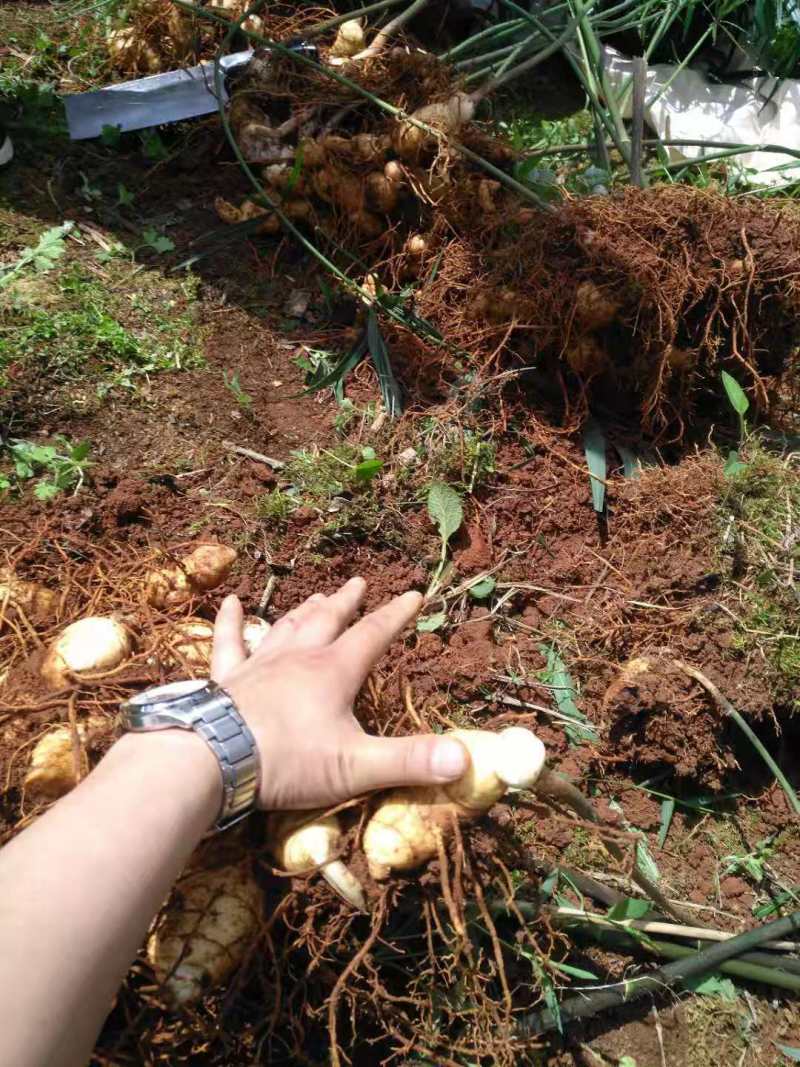 滇黄精多花黄精等黄精类组培苗（可定制价格电议）