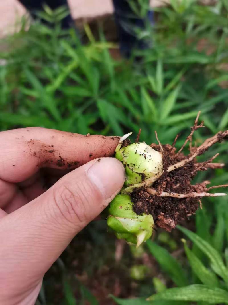 滇黄精多花黄精等黄精类组培苗（可定制价格电议）