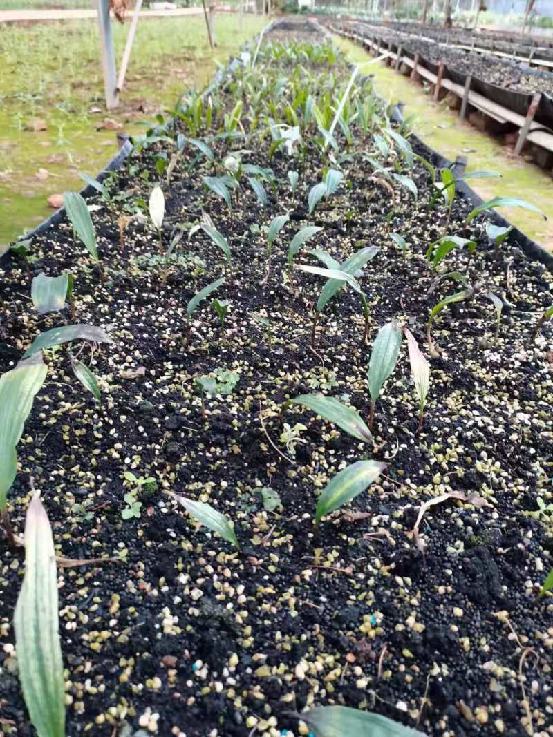 山慈菇毛慈菇冰球子组培苗可定制生产价格电议