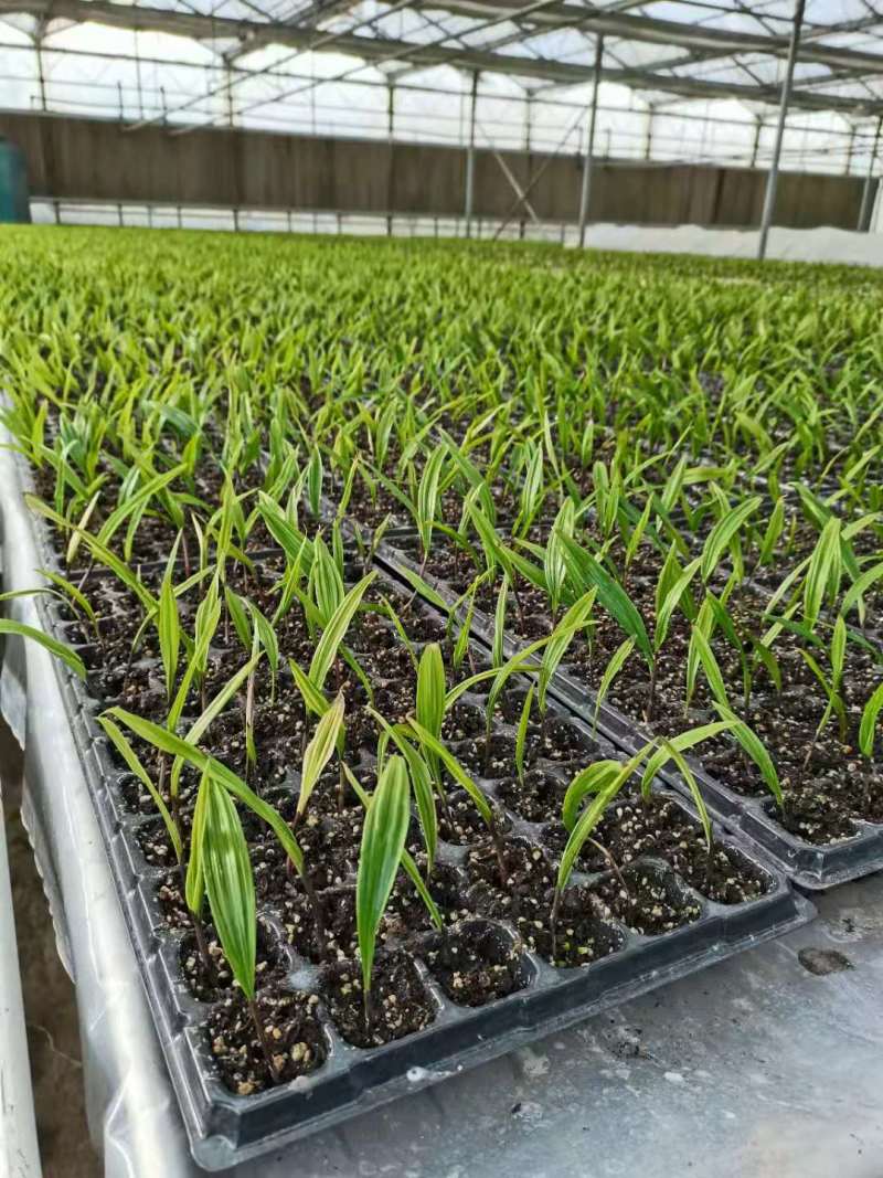 山慈菇毛慈菇冰球子组培苗可定制生产价格电议