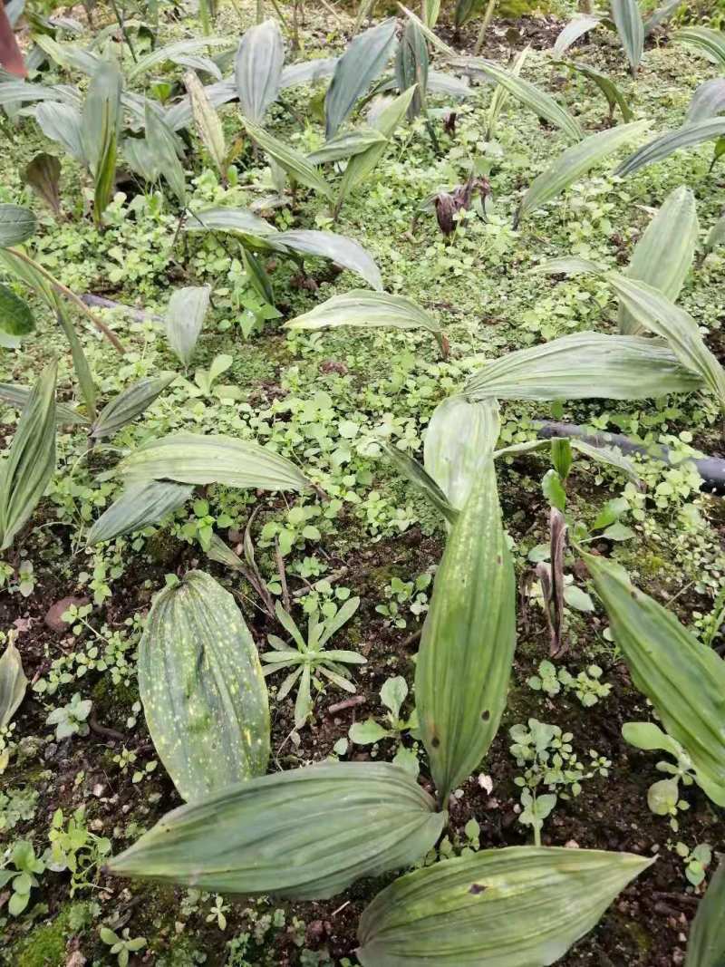山慈菇毛慈菇冰球子组培苗可定制生产价格电议