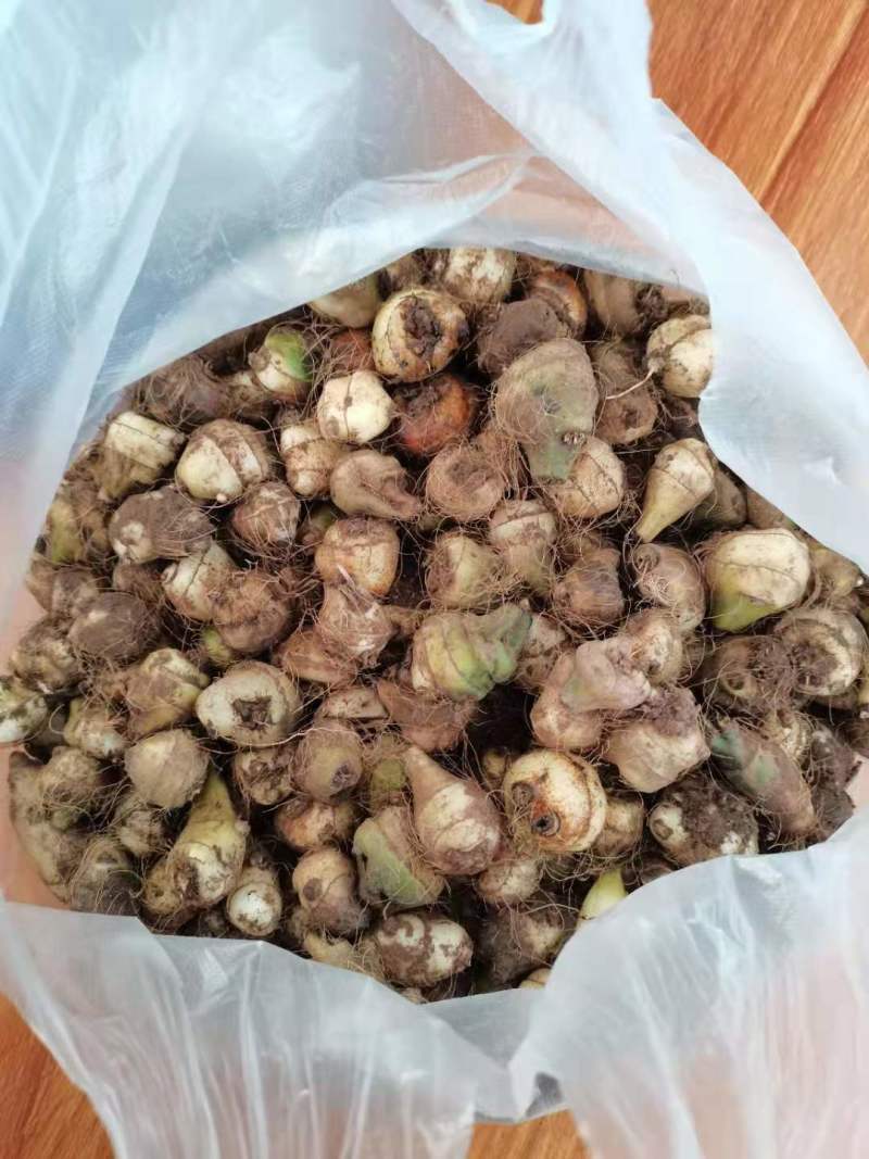 山慈菇毛慈菇冰球子组培苗可定制生产价格电议