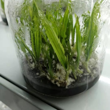 仙茅组培苗瓶苗