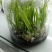 仙茅组培苗瓶苗