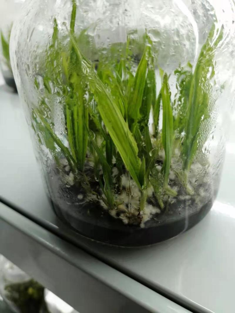 仙茅组培苗瓶苗