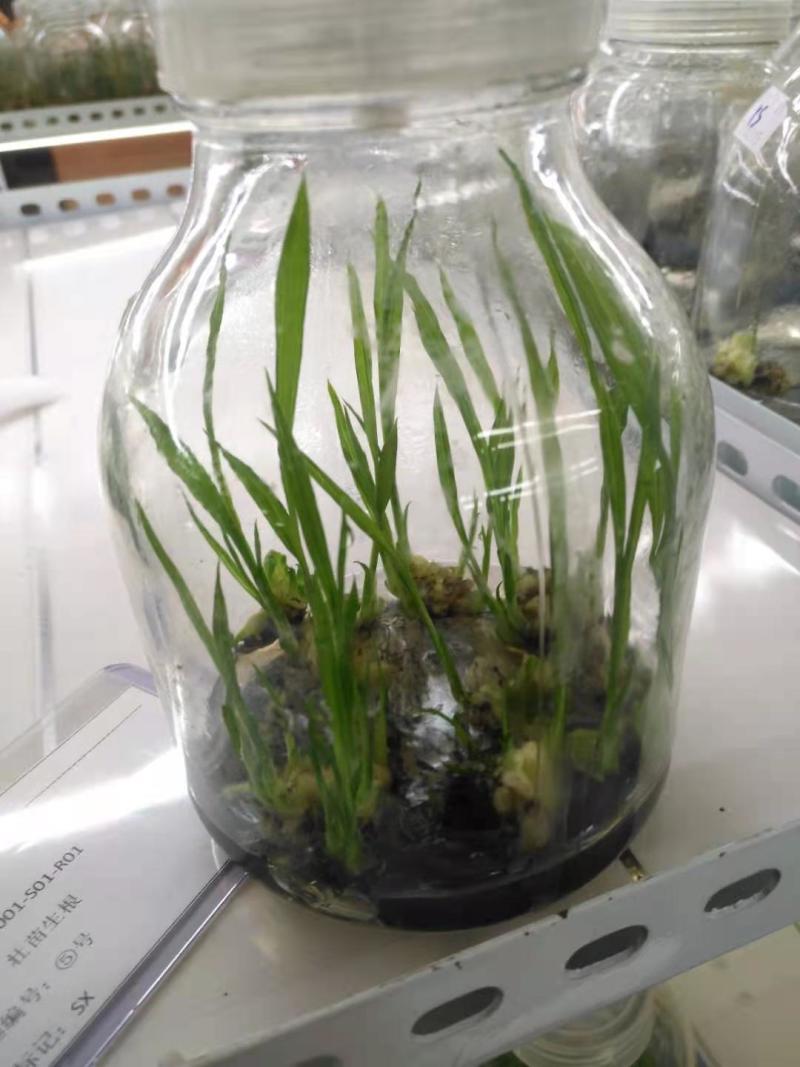 仙茅组培苗瓶苗
