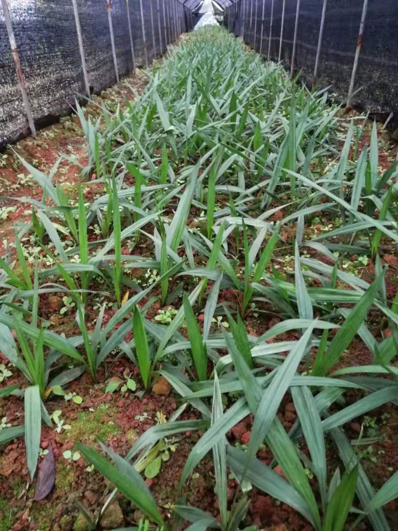 仙茅组培苗瓶苗