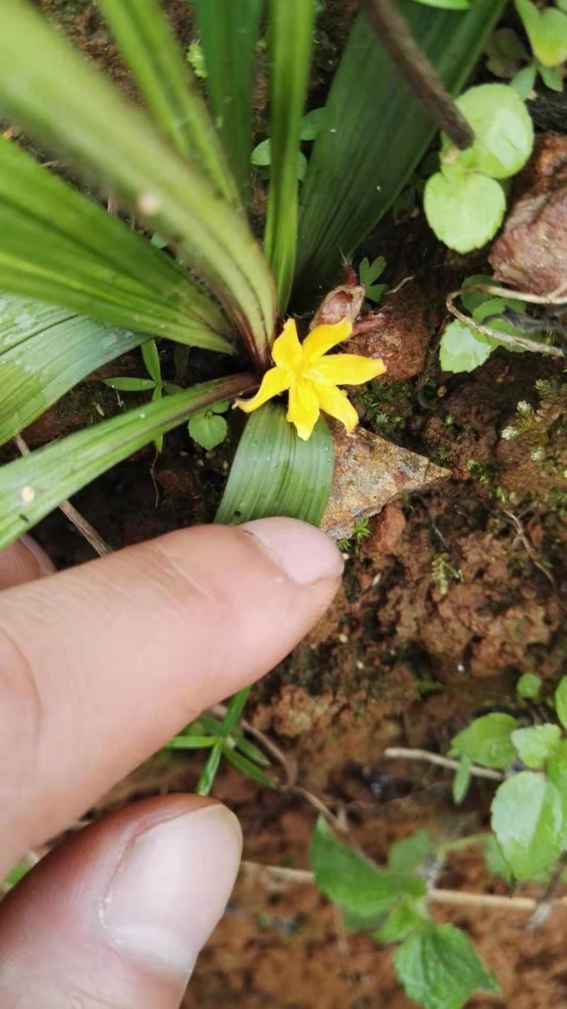 仙茅组培苗瓶苗