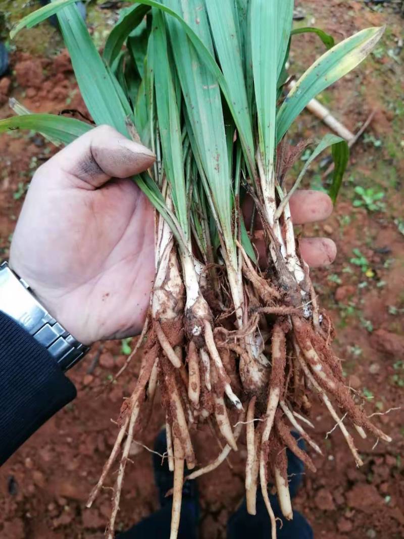 仙茅组培苗瓶苗