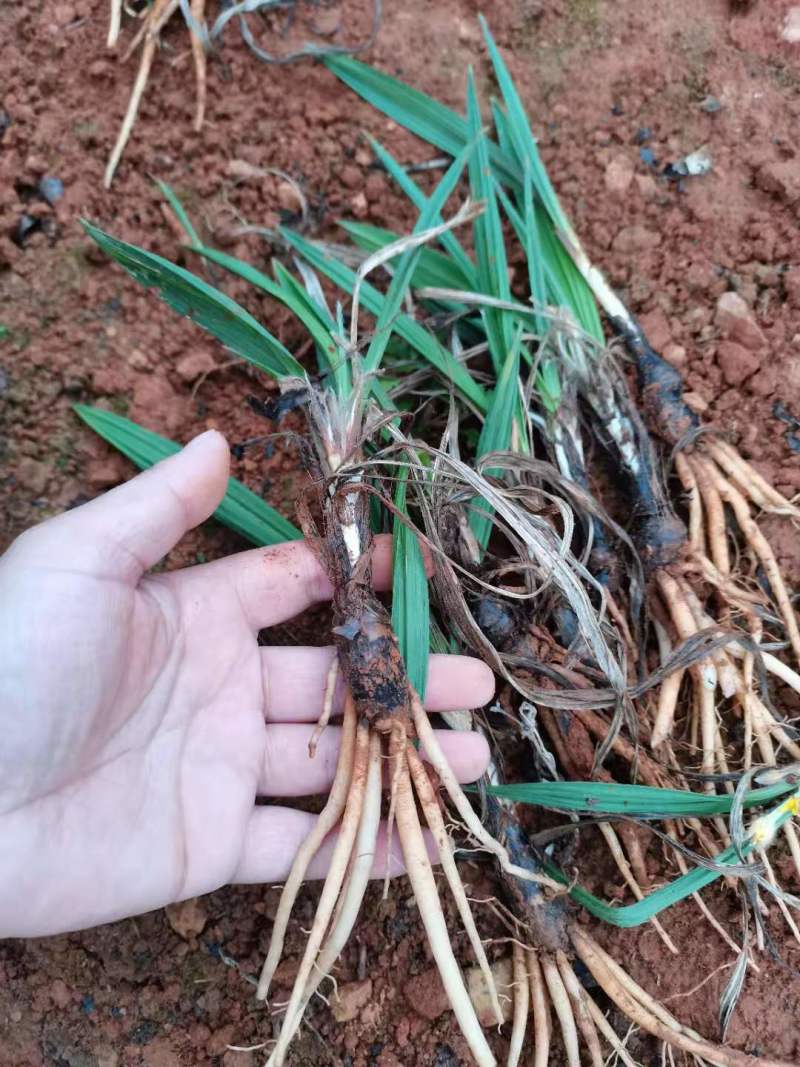 仙茅组培苗瓶苗