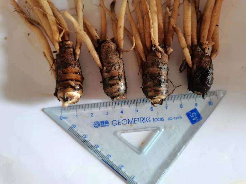 仙茅组培苗瓶苗