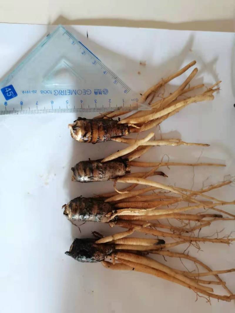 仙茅组培苗瓶苗