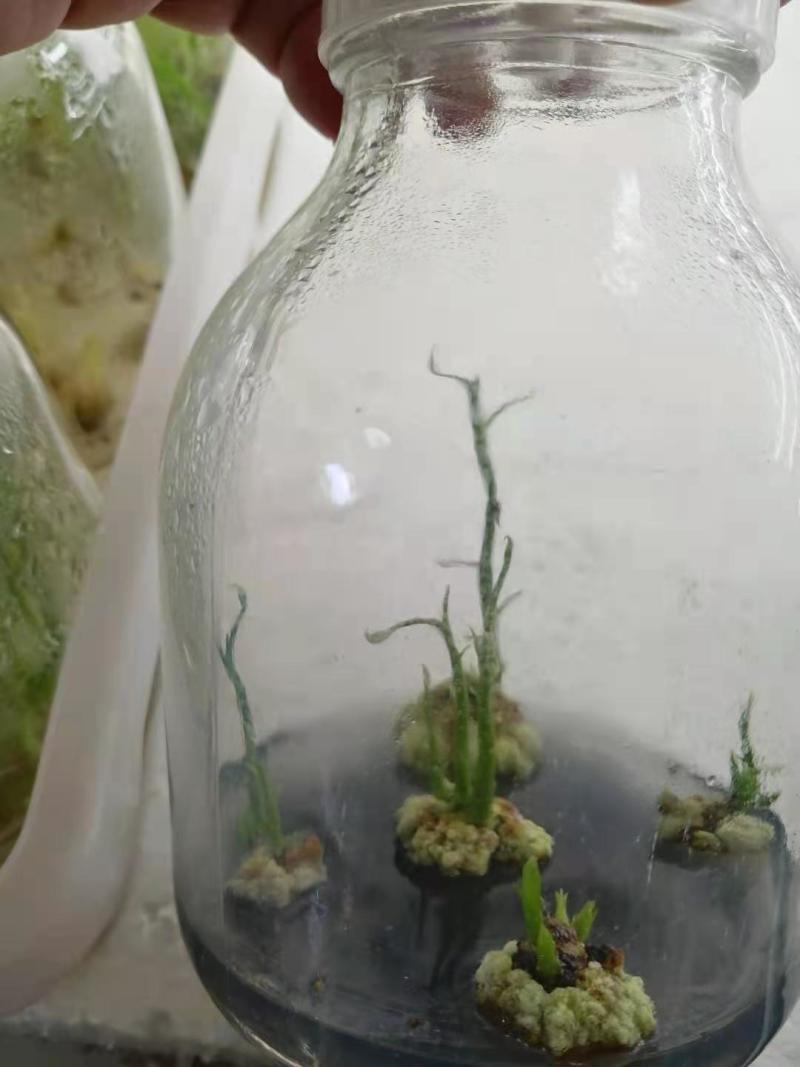 大黄藤组培苗瓶苗