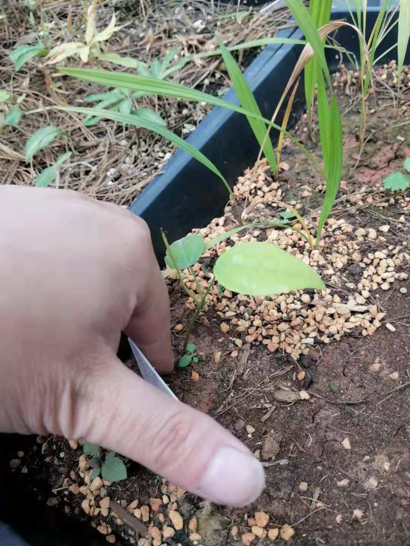 大黄藤组培苗瓶苗