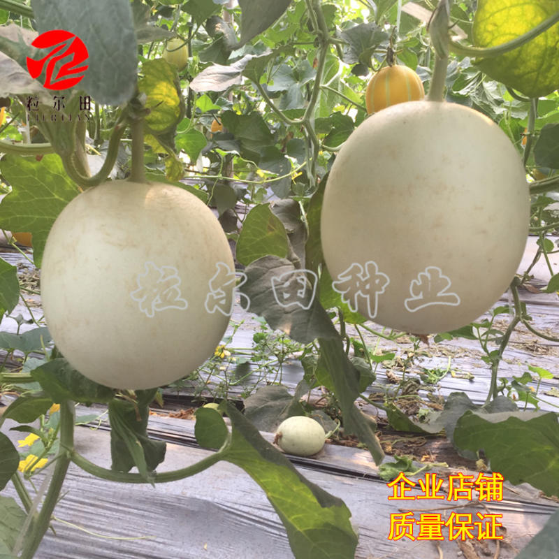 台湾玉菇玉姑甜瓜种子正圆形白皮透绿春秋温室大棚用种